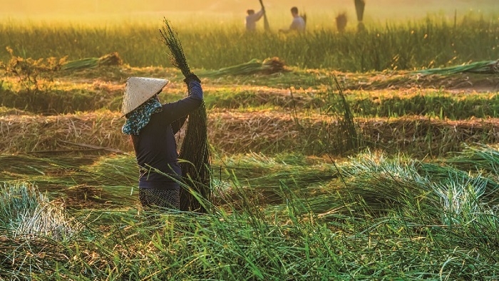 Làng Nghề Chiếu Cói Hoài Châu Bắc