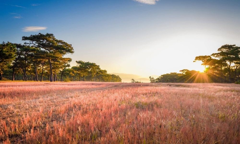 Đồi cỏ hồng Gia Lai, thắng cảnh với vẻ đẹp mộng mơ 3